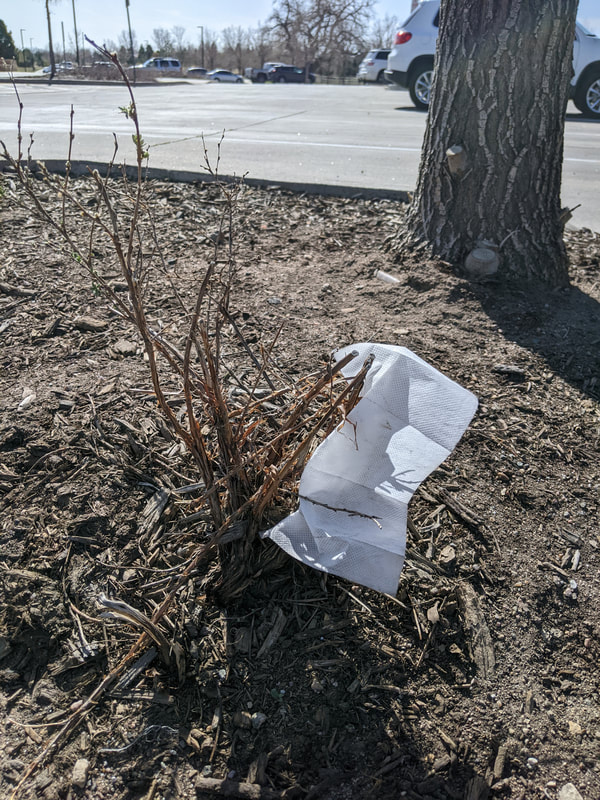 Tissue stuck on bush at the park